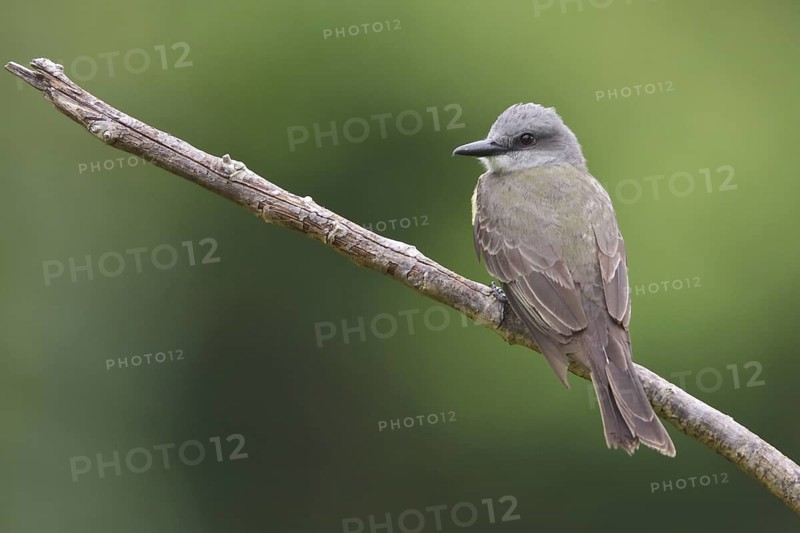 Tropical Kingbird (Tyrannus melancholicus) perched on a branch in Bolivia, South America