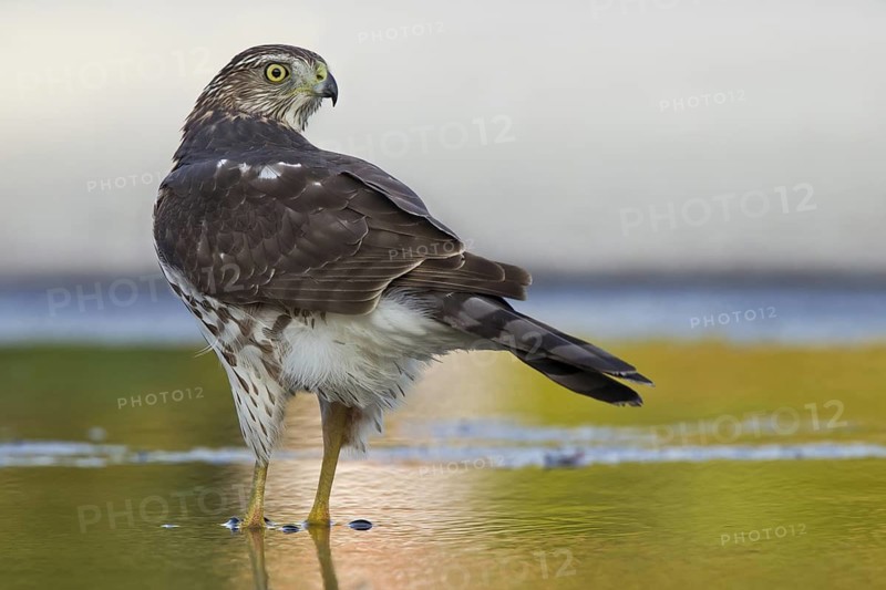 Cooper's Hawk (Accipiter cooperii), Florida, USA