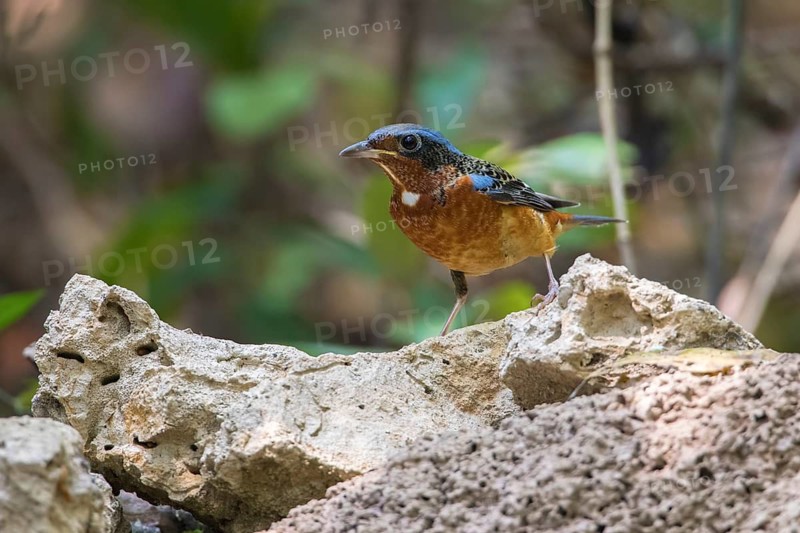 White-throated Rock Thrush (Monticola gularis) male perched on a rock, Cat Tien National Park, Vietnam