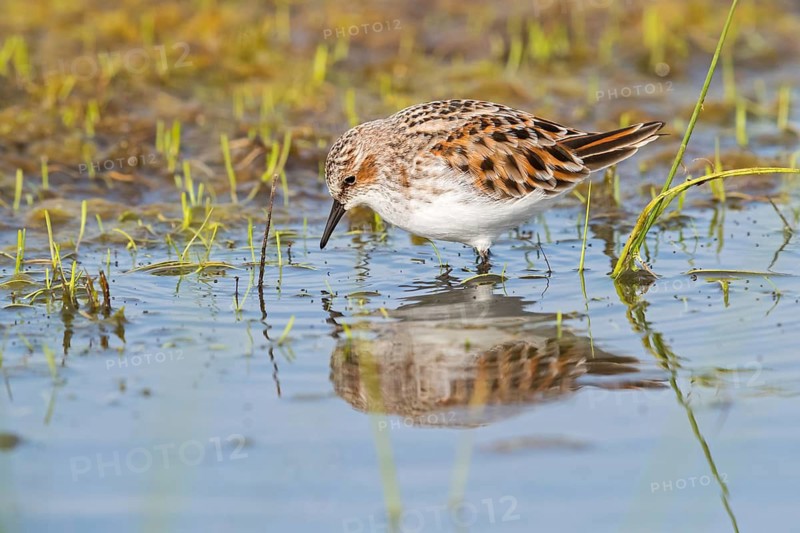 Animals, Birds, Little Sandpiper, (Calidris minuta), Biotope, Habitat, Foraging, Migratory bird, Limicoles Lesvos, Greece