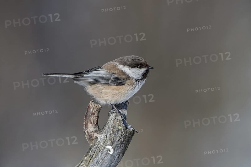 Grey-headed Chickadee (Poecile cinctus), Finnmark, Norway
