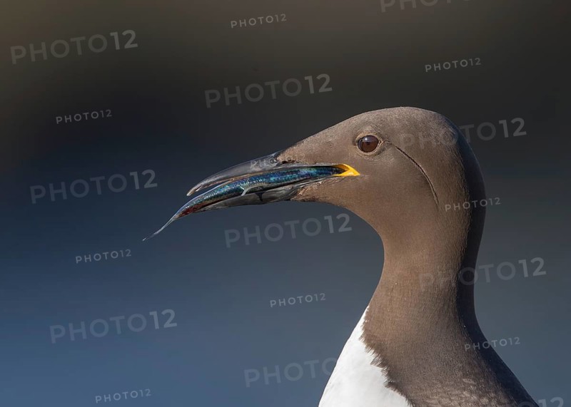 Common Murre (Uria aalge) with fish in beak, Scotland, United Kingdom