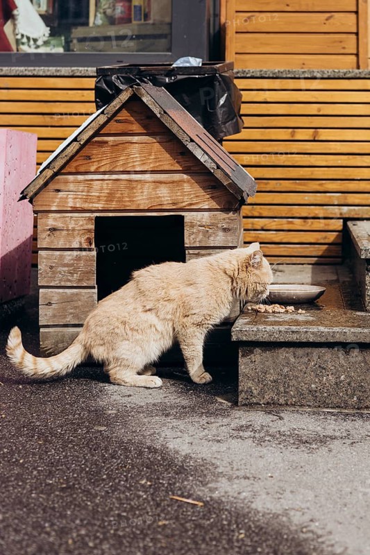 A stray fluffy cat enjoys its meal beside a rustic wooden shelter on a sunny day. The warm sunlight highlights the natural textures, creating a serene outdoor setting