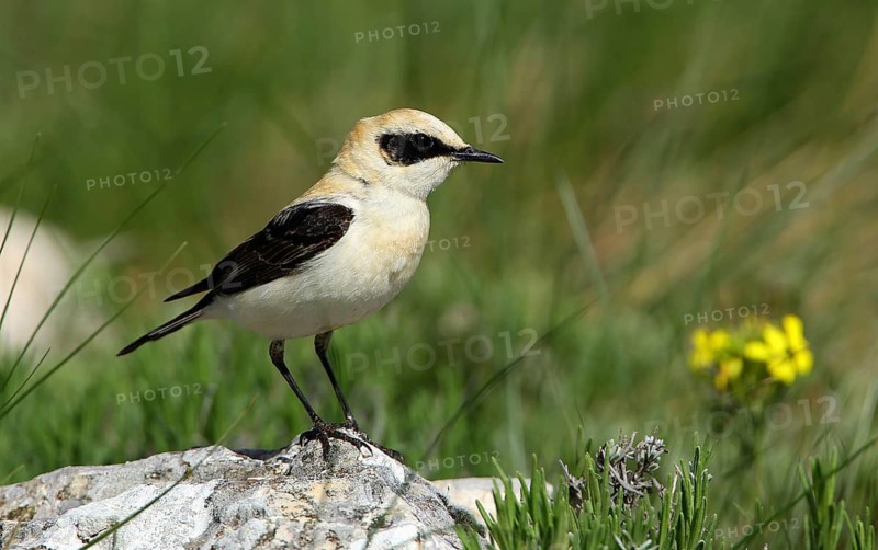Black-eared Wheatear (Oenanthe hispanica) male perched on a rock, French Riviera, France