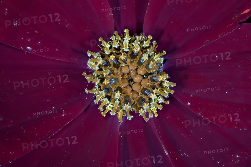 Jewelled basket (Cosmos bipinnatus), pollen leaves and pistils, UV light, Germany
