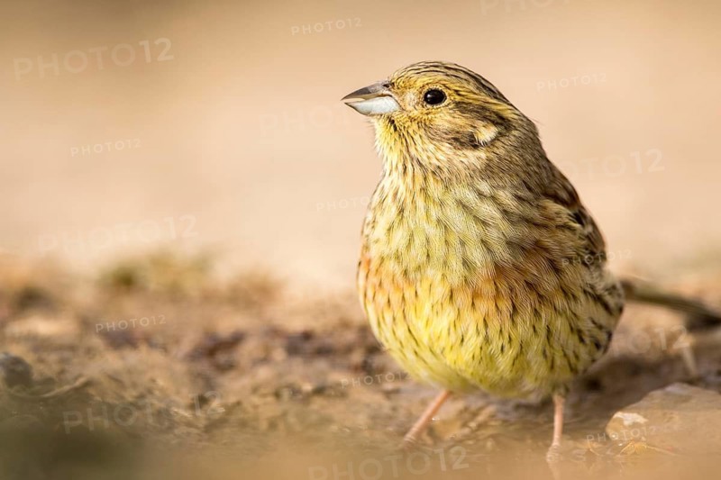 Cirl Bunting (Emberiza cirlus) female perched on a rock, Aragon, Spain