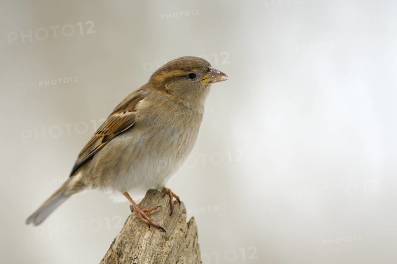 Haussperling (Passer domesticus), House Sparrow, Weibchen im Winter, mit Futter, Februar, Oberhausen, Nordrhein-Westfalen, Deutschland