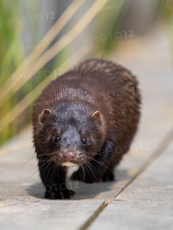 A mink sneaks up on you
