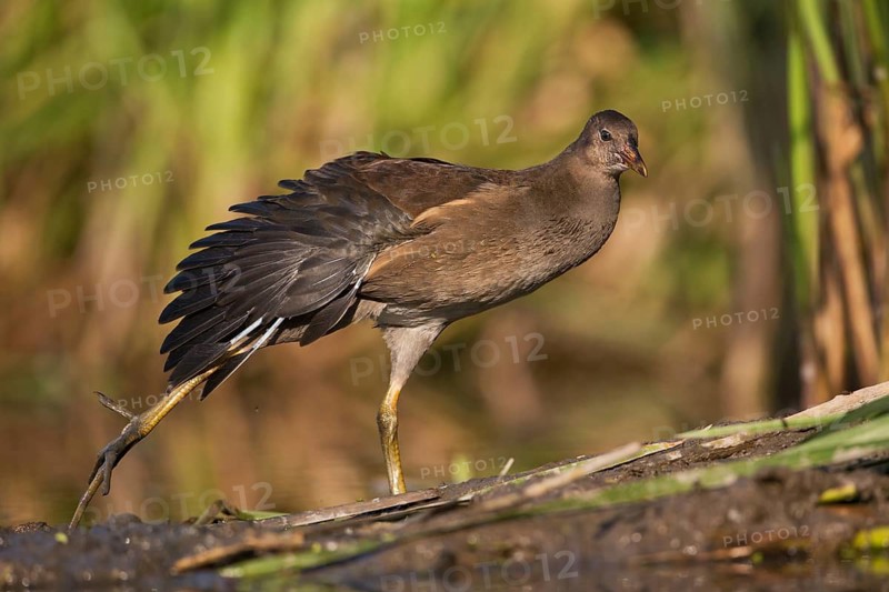 Common Moorhen (Gallinula chloropus) juvenile, Saxony, Germany