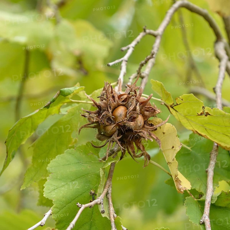 Tree hazel (Corylus colurna), Britzer Garten, Germany
