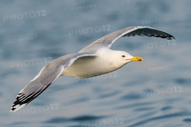 Caspian Gull (Larus cachinnans) flying, Eilat, Israel