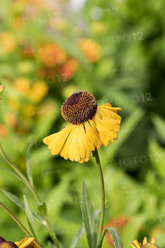 Sunflower (Helenium bigelovii 'The Bishop'),  Germany