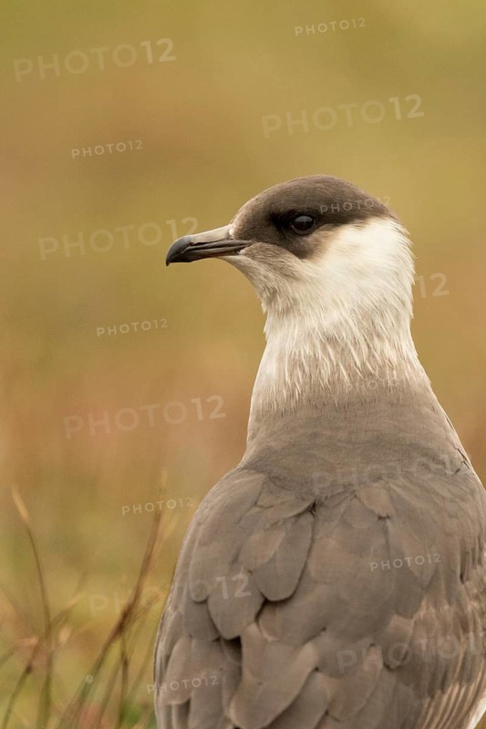 Parasitic Jaeger (Stercorarius parasiticus), Norway