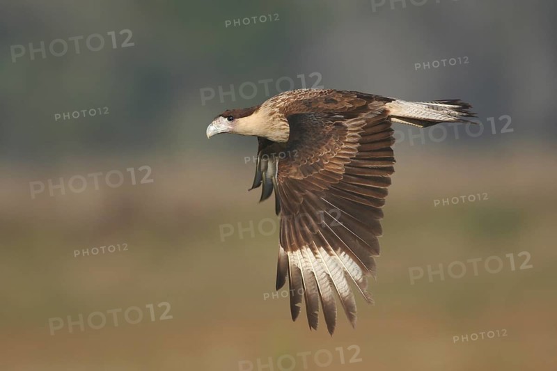 Northern Crested Caracara (Caracara cheriway) flying, Florida, USA