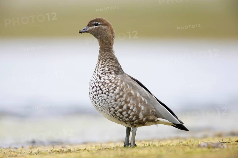 Maned Duck (Chenonetta jubata) female, Victoria, Australia