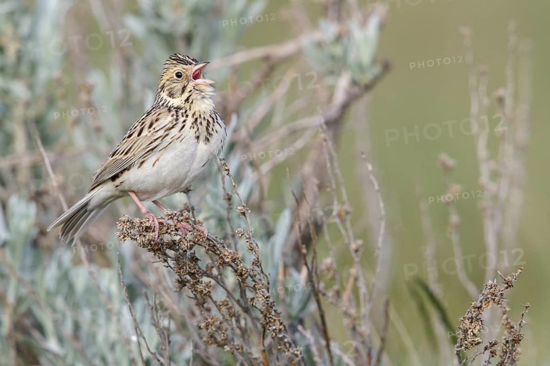 Baird's Sparrow (Ammodramus bairdii) perched on a branch in Alberta, Canada