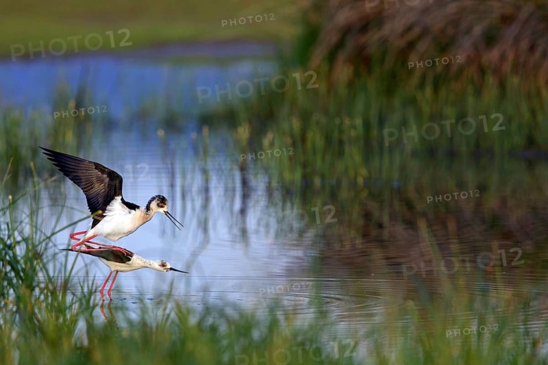 Stilt, (Himantopus himantopus), animals, birds, avocet family, biotope, habitat, pair, mating, copula, Lesvos, Greece