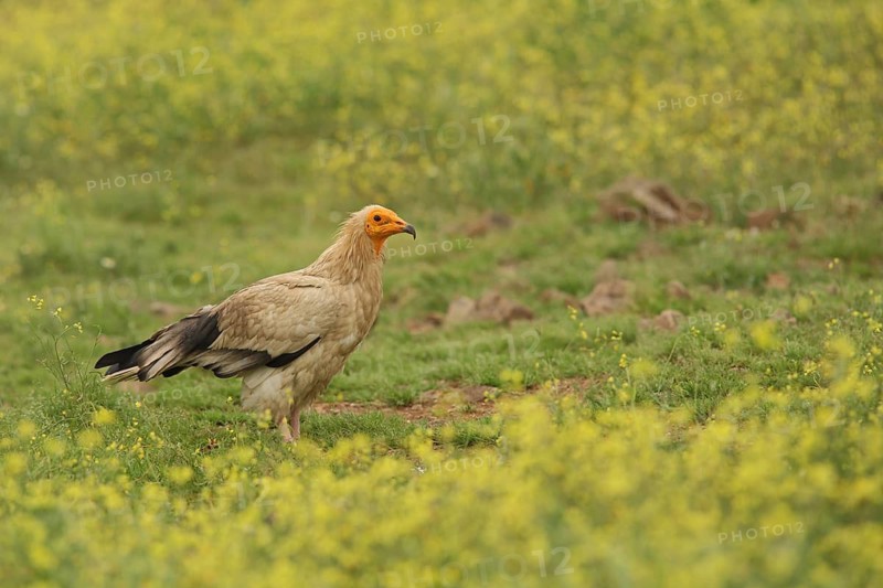 Egyptian Vulture (Neophron percnopterus) in yellow flower meadow, nature photography, Torrejon El Rubio, Monfragüe, Extremadura, Spain