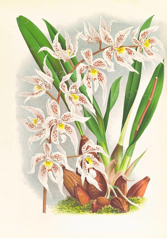 Orchid, Odontoglossum Ruckerianum, authentic reproduction of an illustration by Jean Jules Linden (1817 - 1898), Luxembourgish-Belgian botanist, one of the fathers of orchid research, Historical