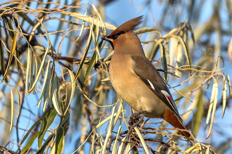 Bohemian Waxwing (Bombycilla garrulus), Mecklenburg-Western Pomerania, Germany