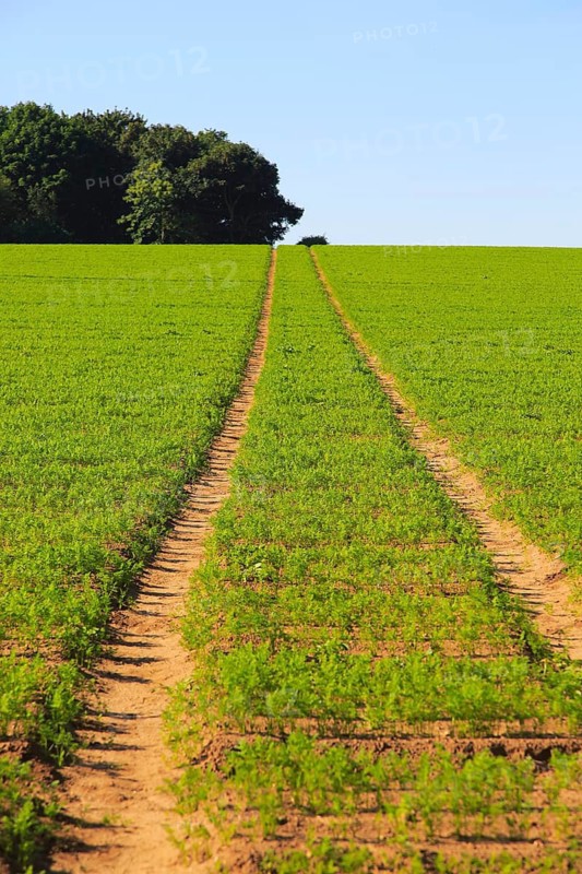 Track pathway uphill through carrot crop, Suffolk Sandlings, Shottisham, England, UK