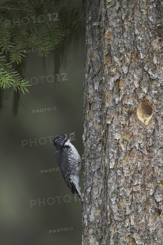 American Three-toed Woodpecker (Picoides dorsalis) female, British Columbia, Canada