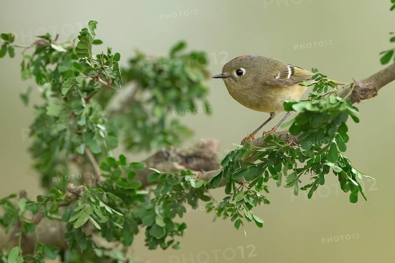 Golden-crowned Kinglet (Regulus satrapa), Texas, USA