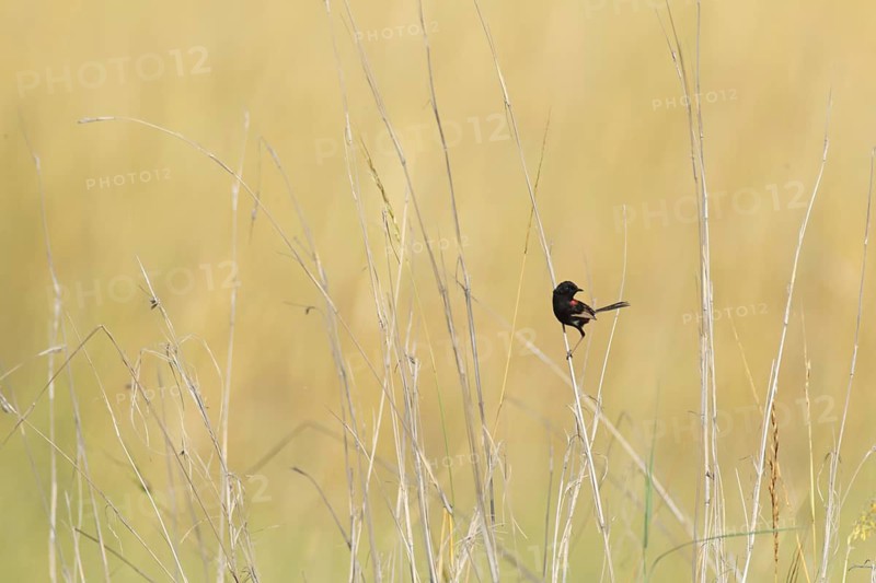 Red-backed Fairywren (Malurus melanocephalus) male, Northern Territory, Australia