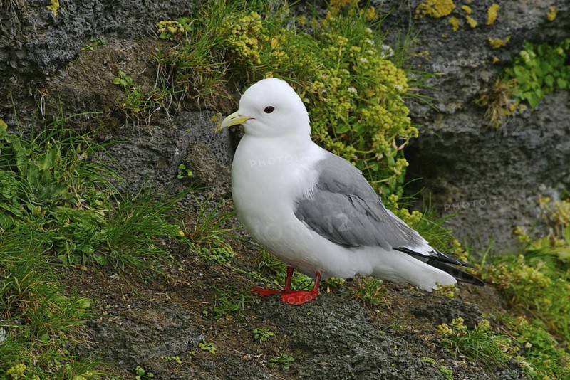 Red-legged Kittiwake (Rissa brevirostris), Alaska, USA