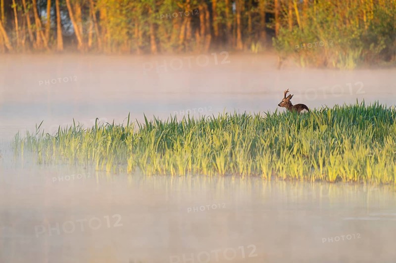 Roe deer (Capreolus capreolus), roebuck standing in a wet meadow, in a wetland biotope at a lake, morning mist, warm morning light, wildlife, Lower Saxony, Germany