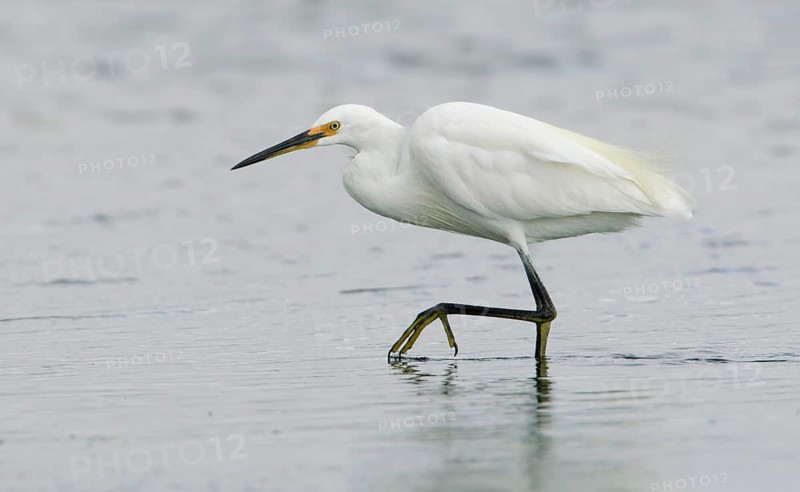 Little Egret (Egretta garzetta) foraging, Victoria, Australia