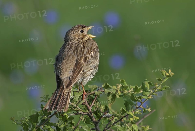 Corn Bunting (Emberiza calandra), Bulgaria