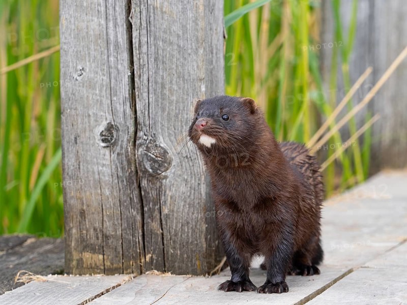 A mink sneaks up on you