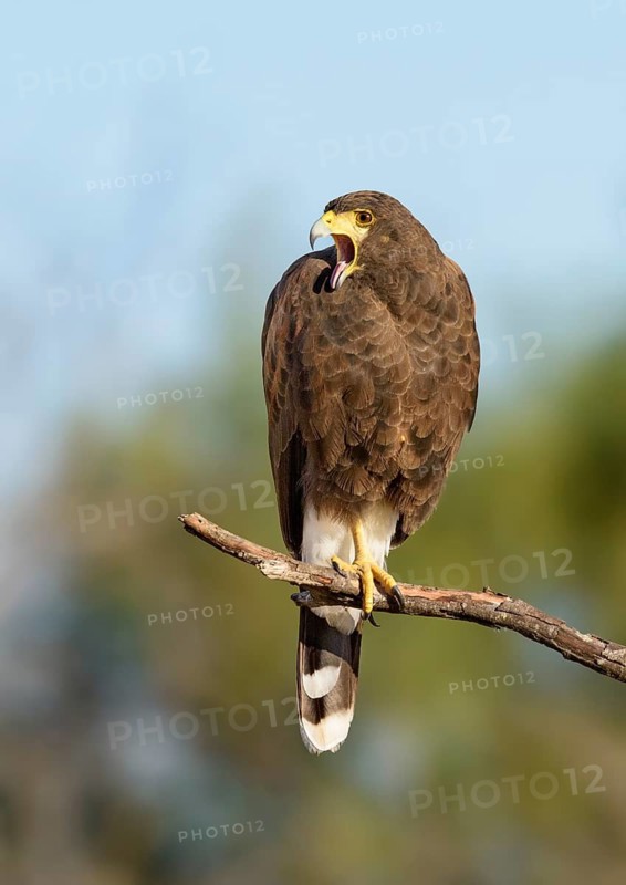 Harris's Hawk (Parabuteo unicinctus) calling, Texas, USA