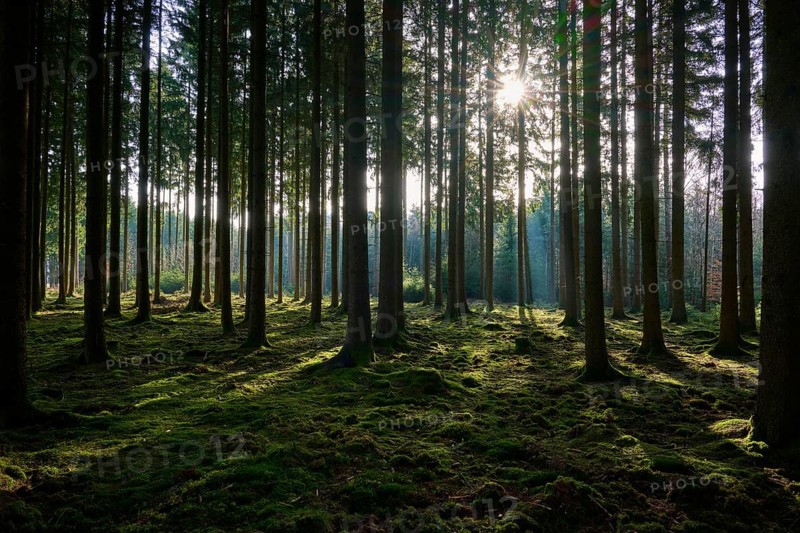 Forest with sunlight shining through the trees and illuminating the mossy soil in a quiet environment, Mudau, Odenwald, Baden-Württemberg, Germany
