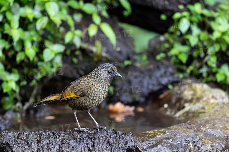 Scaly Laughingthrush (Trochalopteron subunicolor griseatum) at a waterhole, Yunnan, China