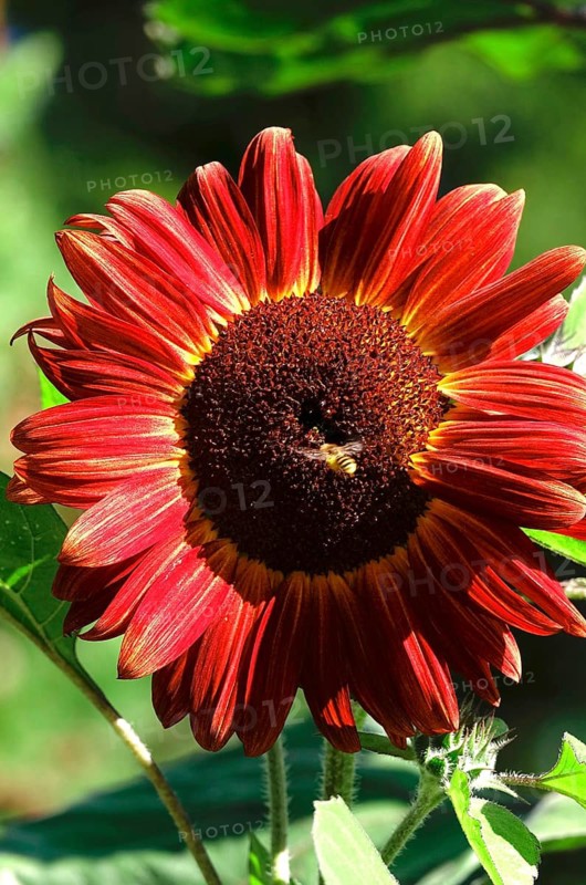 Red sunflower, summer, Germany