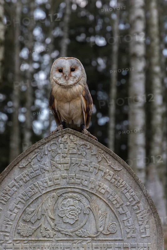 One barn owl (Tyto alba) perched on a very old gravestone in a forest. Green vegetation in the background