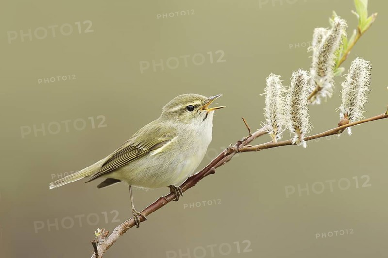 Arctic Warbler (Phylloscopus borealis) singing, Alaska, USA