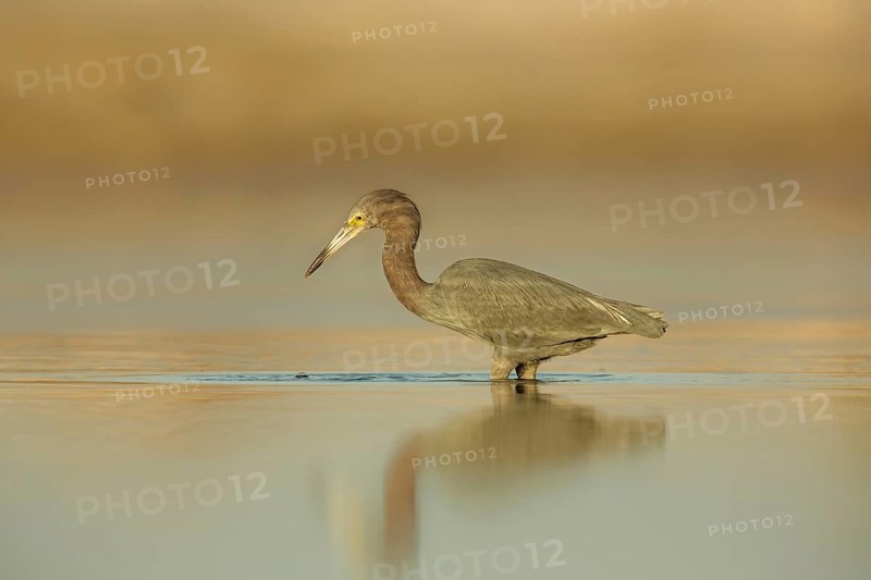 Little Blue Heron (Egretta caerulea) foraging, Florida, USA