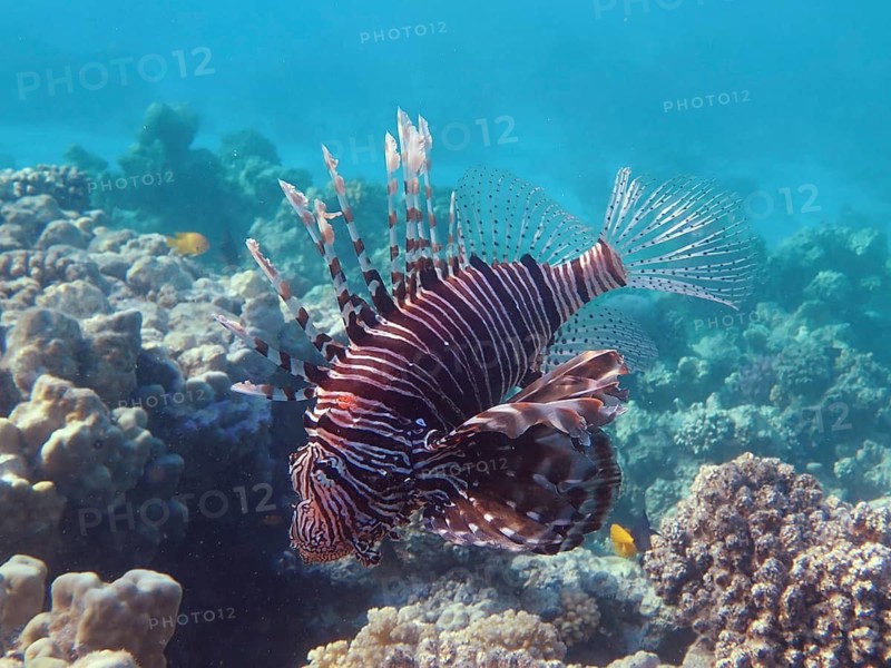 Common lionfish (Pterois volitans)