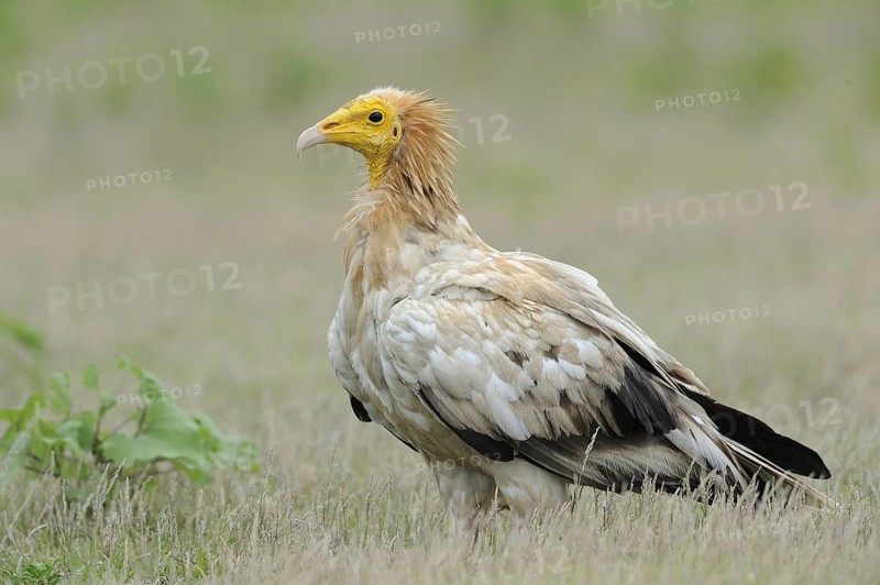 Egyptian Vulture (Neophron percnopterus), India