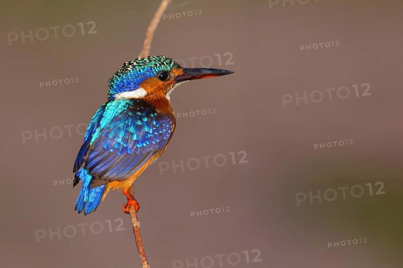Crested kingfisher, (Corythohrnis scalloped ribbonfishers), (Alcedo cristata), Kingfisher, Malachite kingfisher, Kingfisher family, Gambia, Africa, Njau area, Njau, North Bank, Gambia