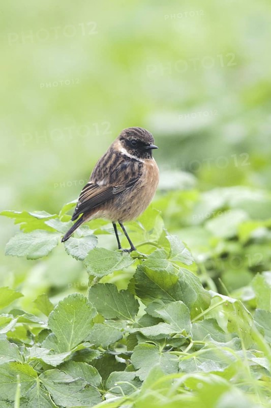 European Stonechat (Saxicola rubicola), United Kingdom