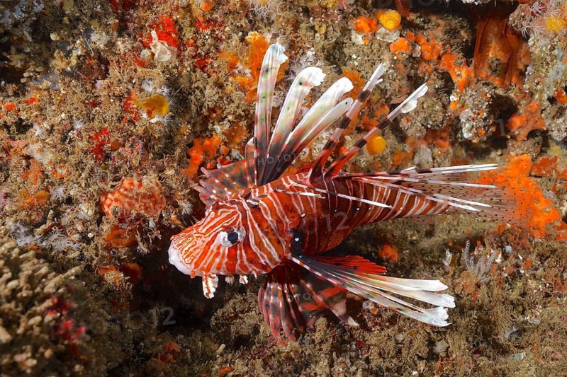 Common lionfish (Pterois miles)