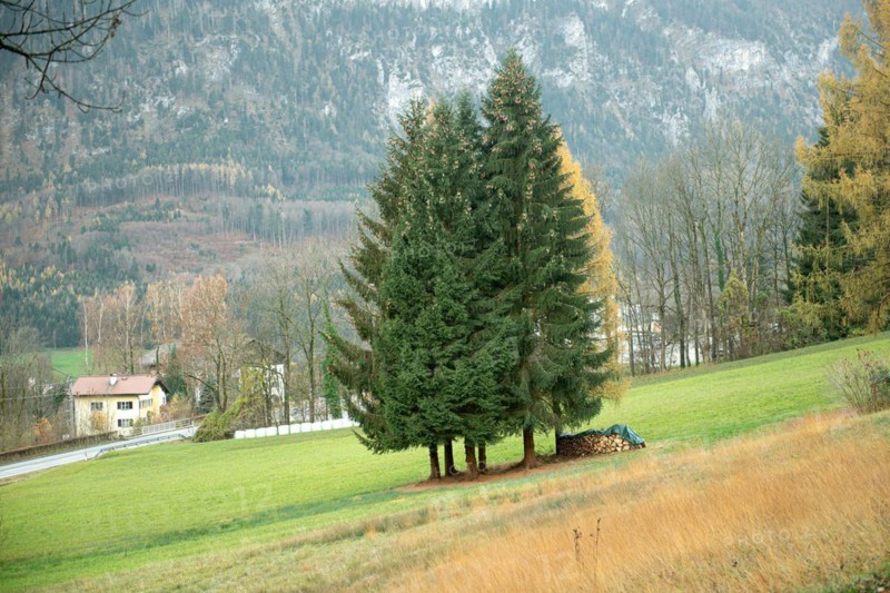 Red spruce (Picea abies), Austria