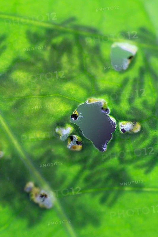 Caterpillars of the cabbage white butterfly, July, Germany