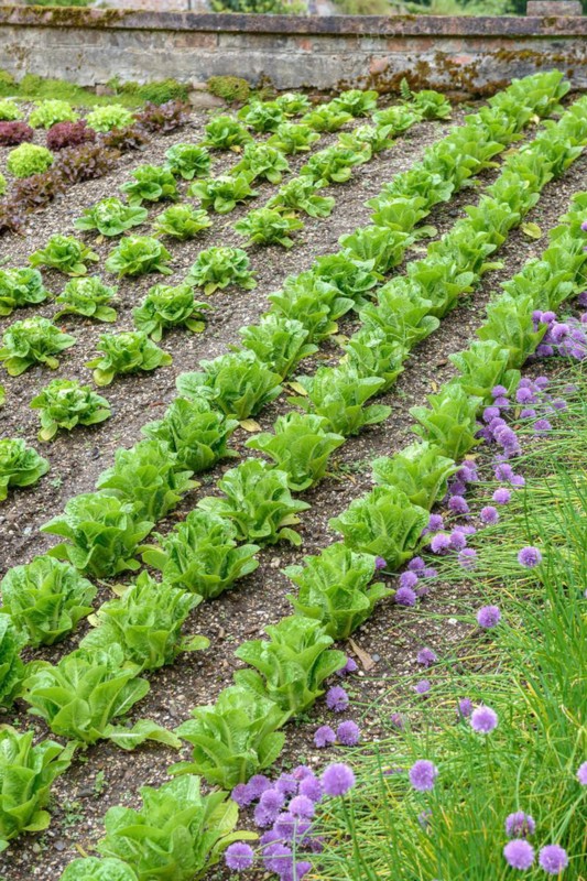 Lettuce (Lactuca sativa), Cambridge Botanical Garden, Madron, England, Great Britain