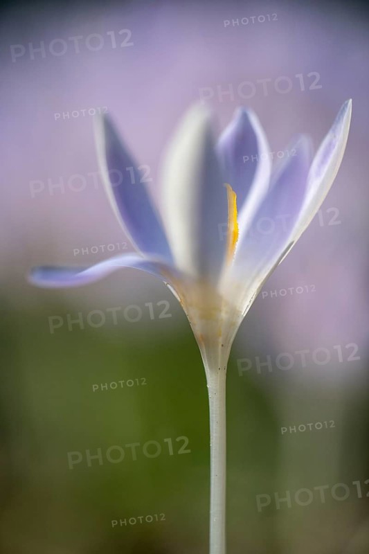 Elfin crocus (Crocus tommasianus), Emsland, Lower Saxony, Germany