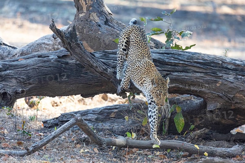 Leopard (Panthera pardus) female Zambia